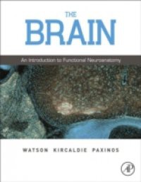 Brain